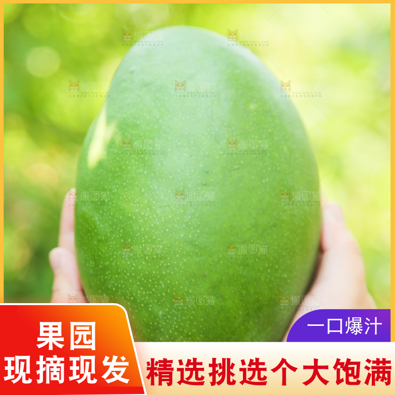 手里拿着凯特大青芒