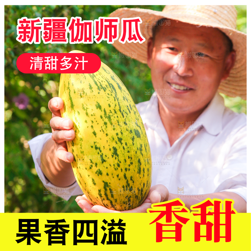农民手拿新鲜伽师瓜