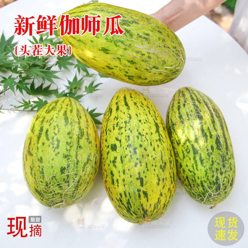 手里拿着伽师瓜