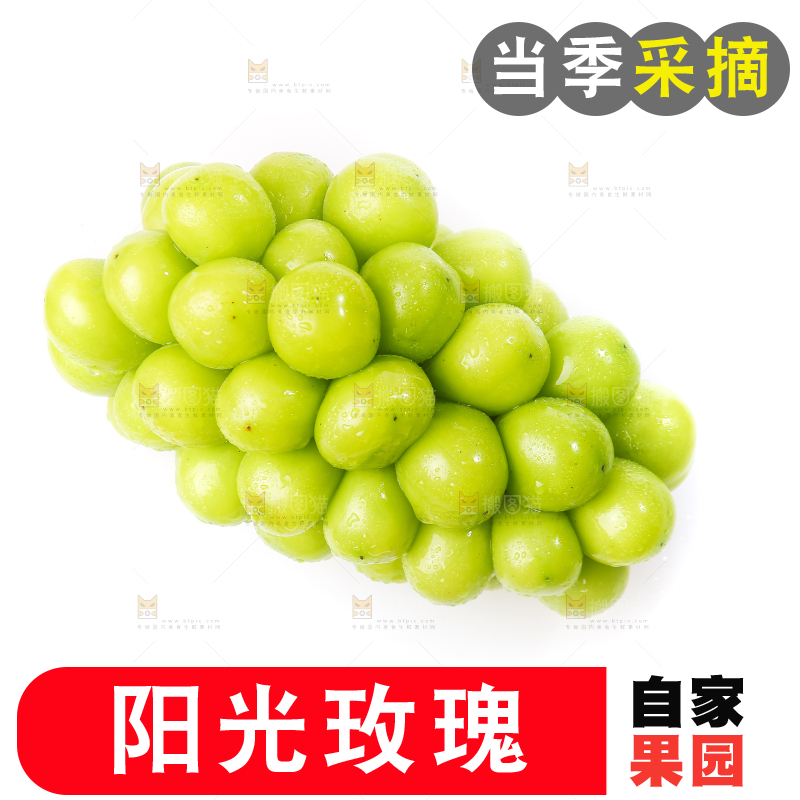白底上的阳光玫瑰青提