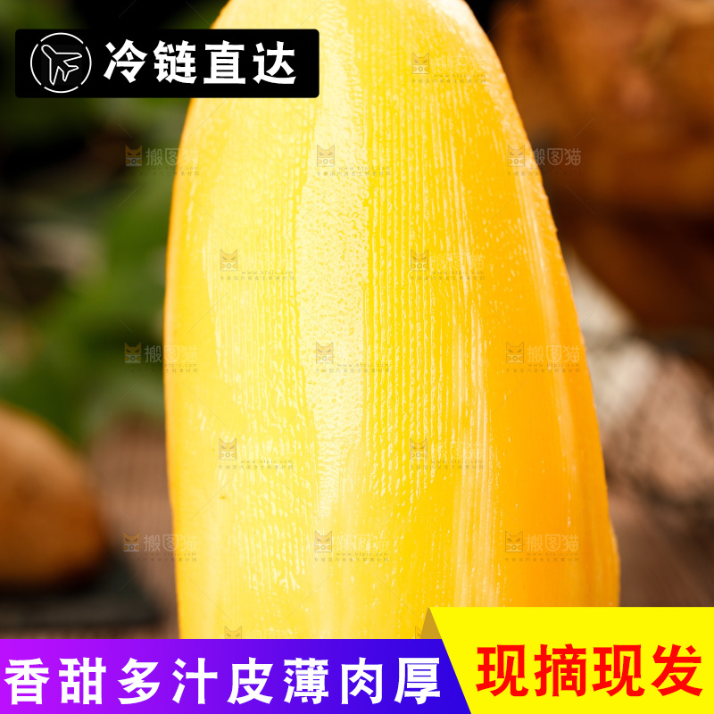 木排上的雪莲果