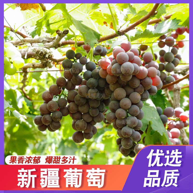 葡萄藤上的大串葡萄