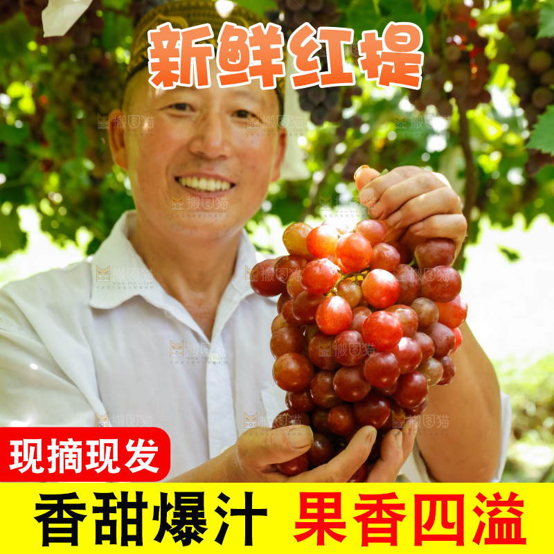 农民手里的大串红提葡萄