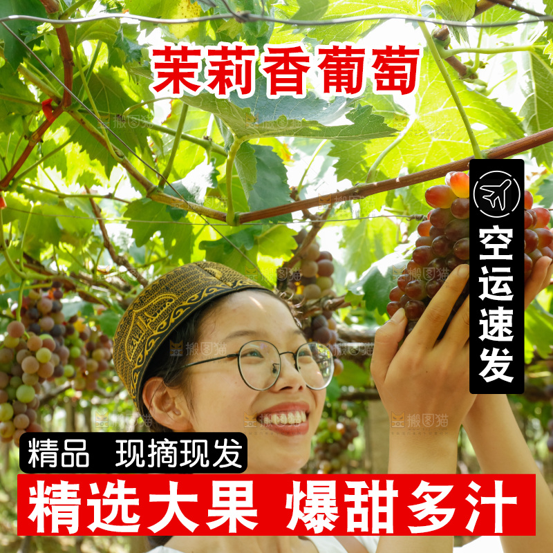 女孩正在采摘茉莉香葡萄