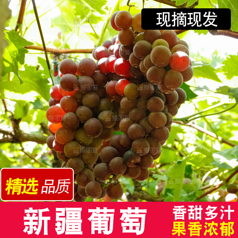 葡萄藤上的大串葡萄