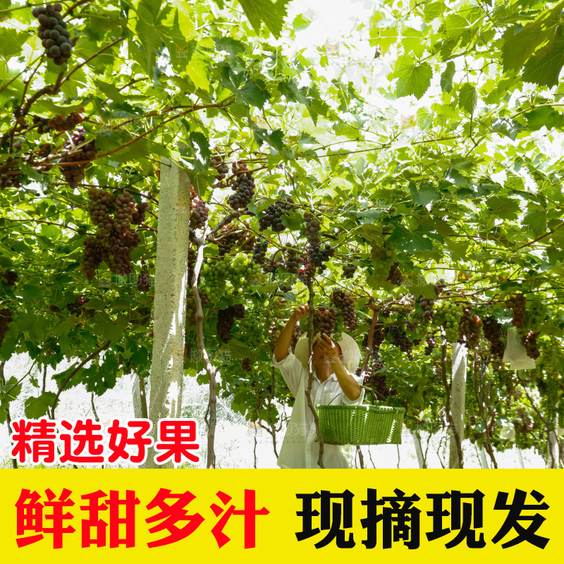农民正在采摘葡萄