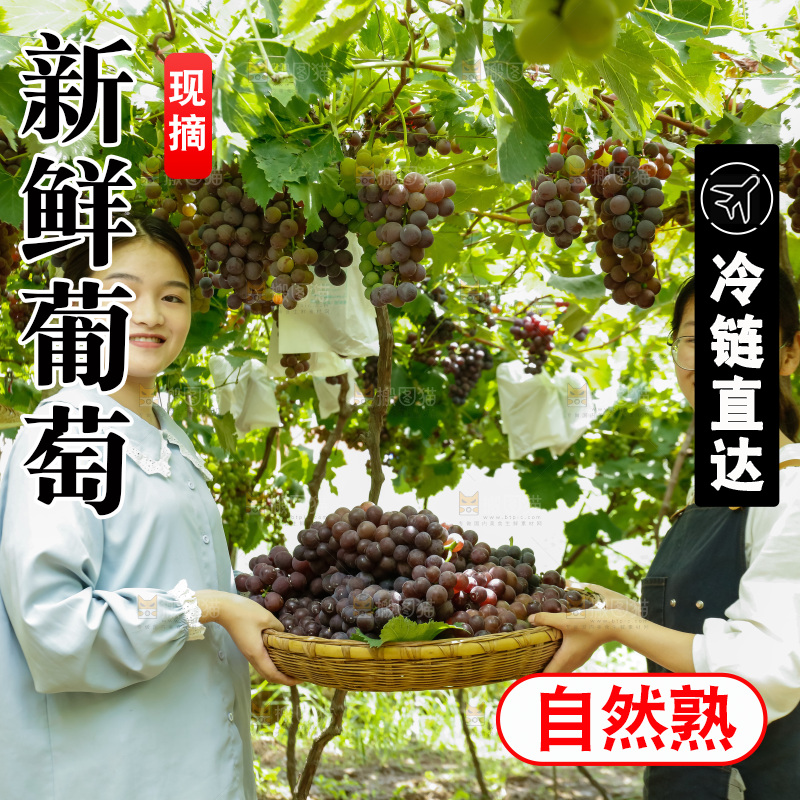 女孩拿着一篮现摘葡萄