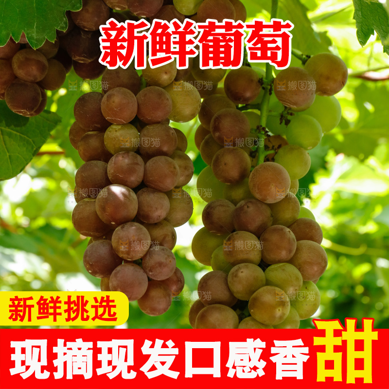 葡萄藤上的大串葡萄