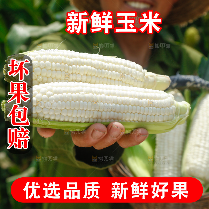 手里拿着漳州牛奶玉米