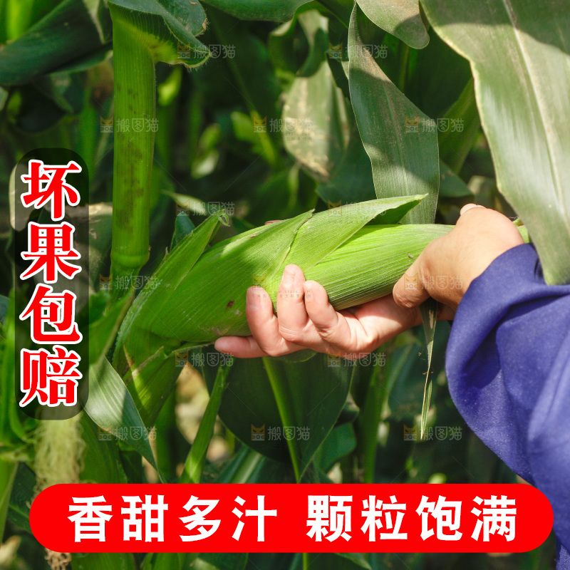 正在采摘新鲜玉米