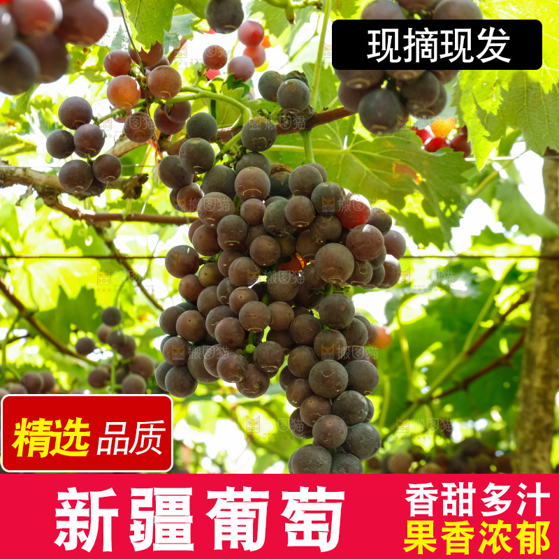 葡萄藤上的大串葡萄