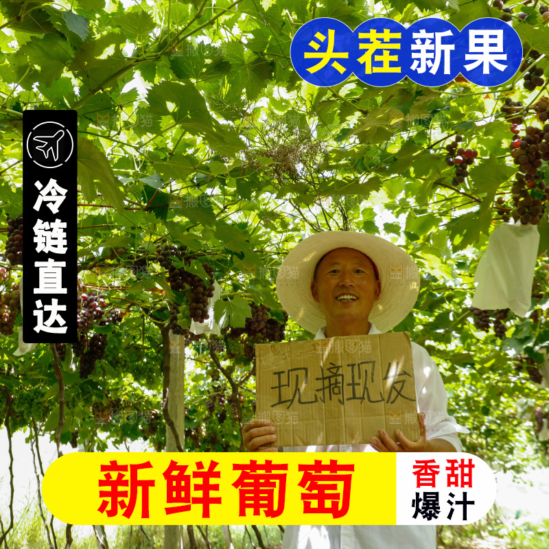 农民站在葡萄藤下