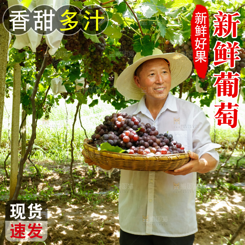农民拿着一篮巨峰葡萄