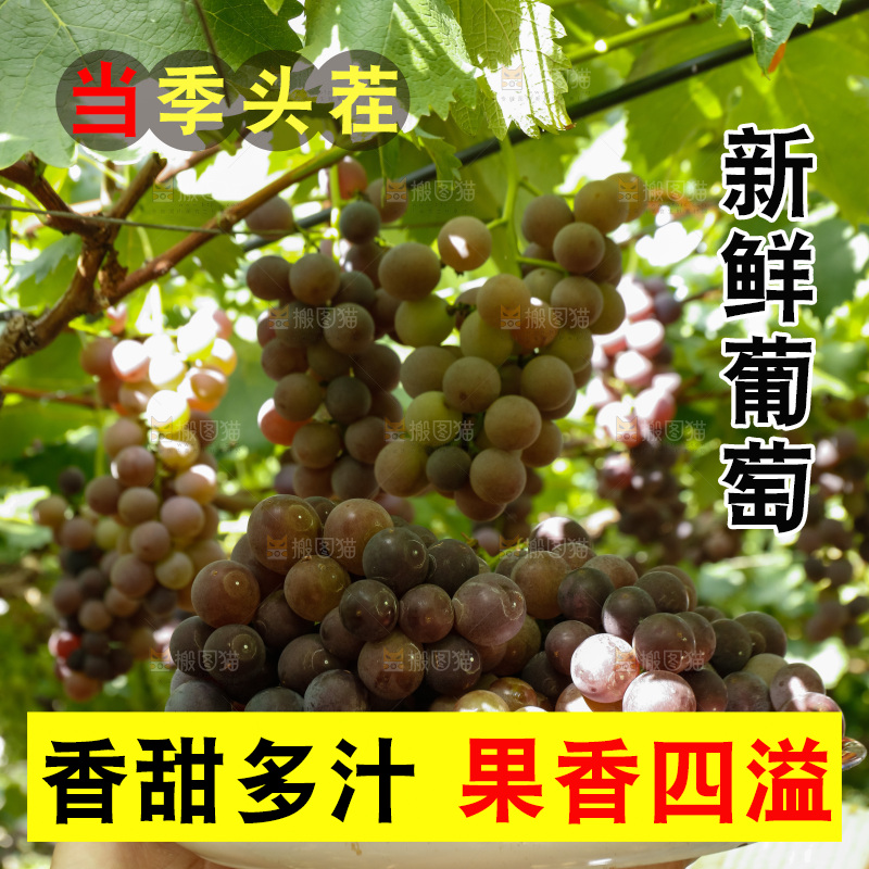 手里端着一盘新鲜葡萄