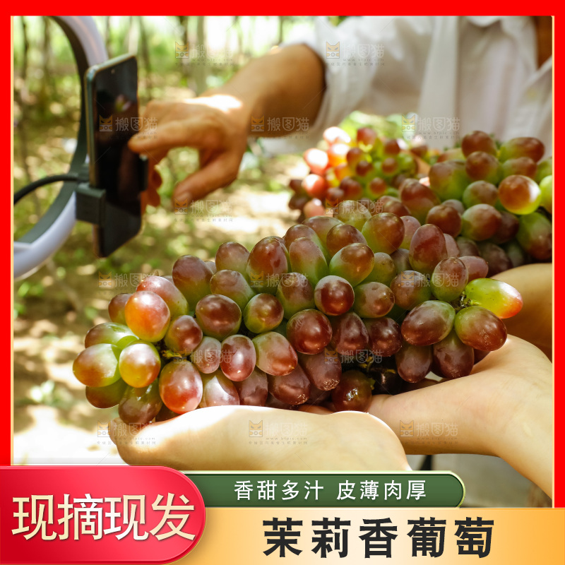 手里拿着茉莉香葡萄