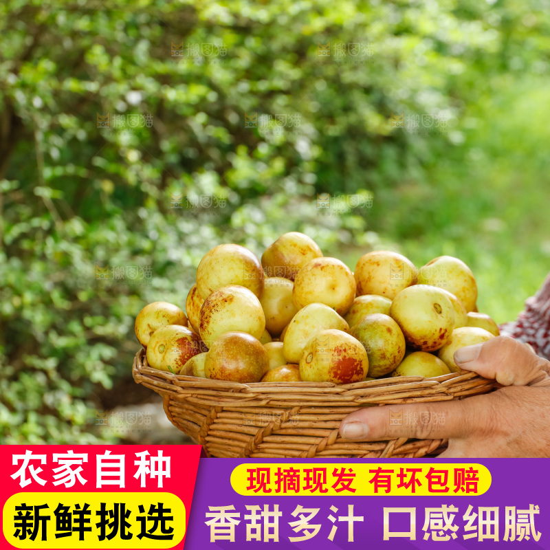 手里拿着一筐大荔冬枣