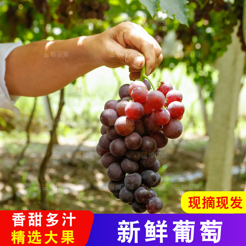 手里拿着一串葡萄
