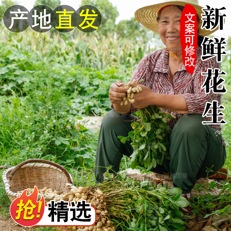农民正在摘着花生