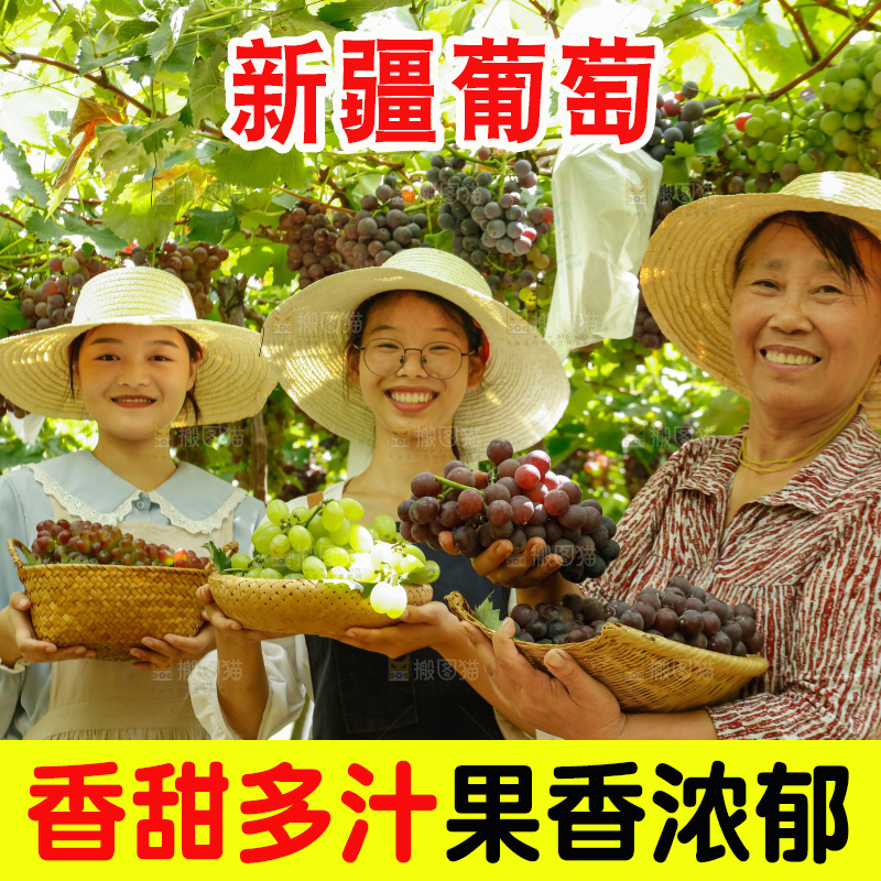 农民手里拿着现摘葡萄