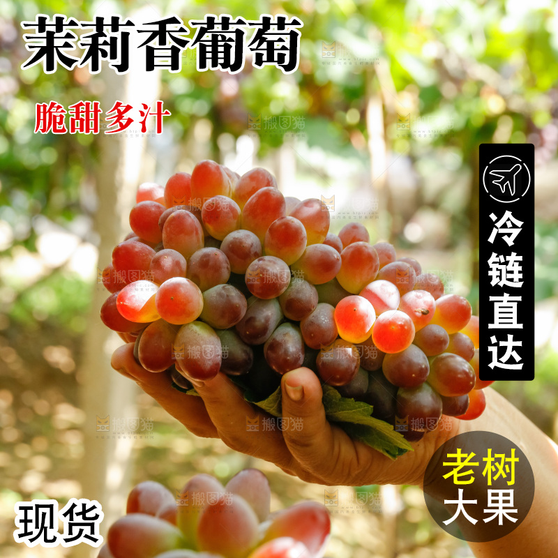 手里拿着茉莉香葡萄