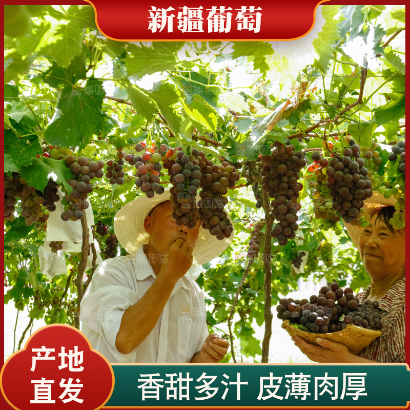 农民正在采摘葡萄