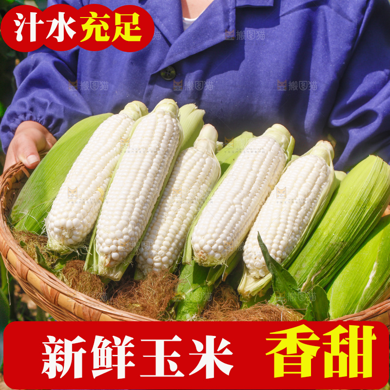 手里拿着一筐漳州牛奶玉米