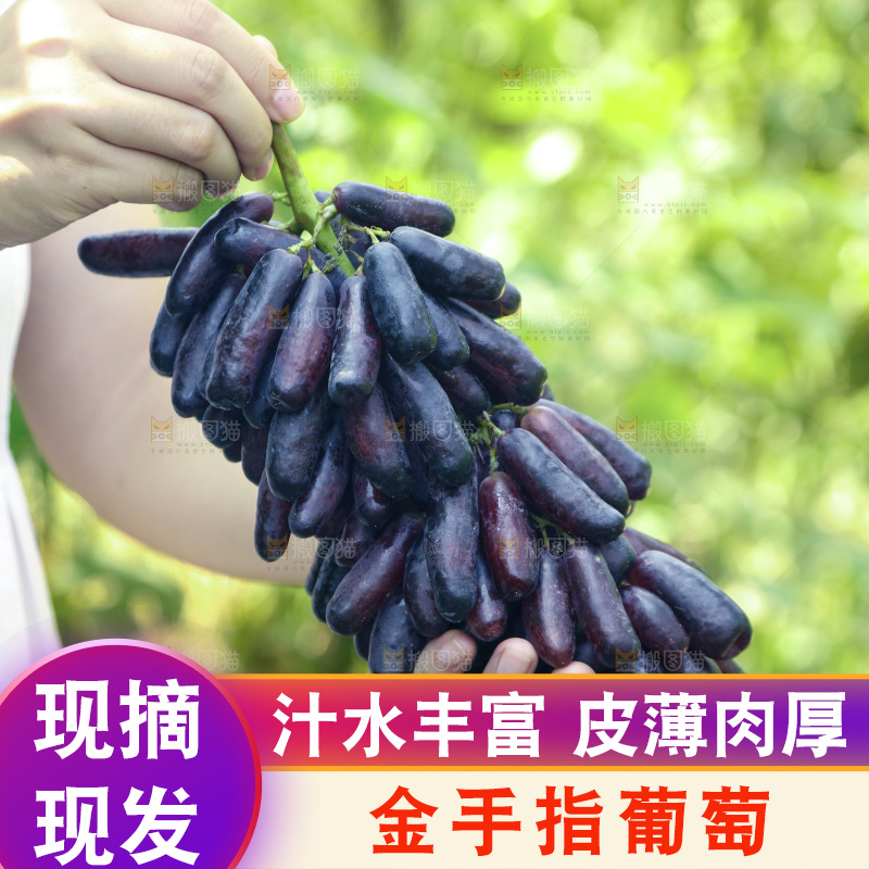 手里拿着美人指黑提