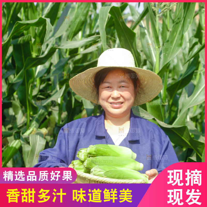 农民手里拿着一筐玉米