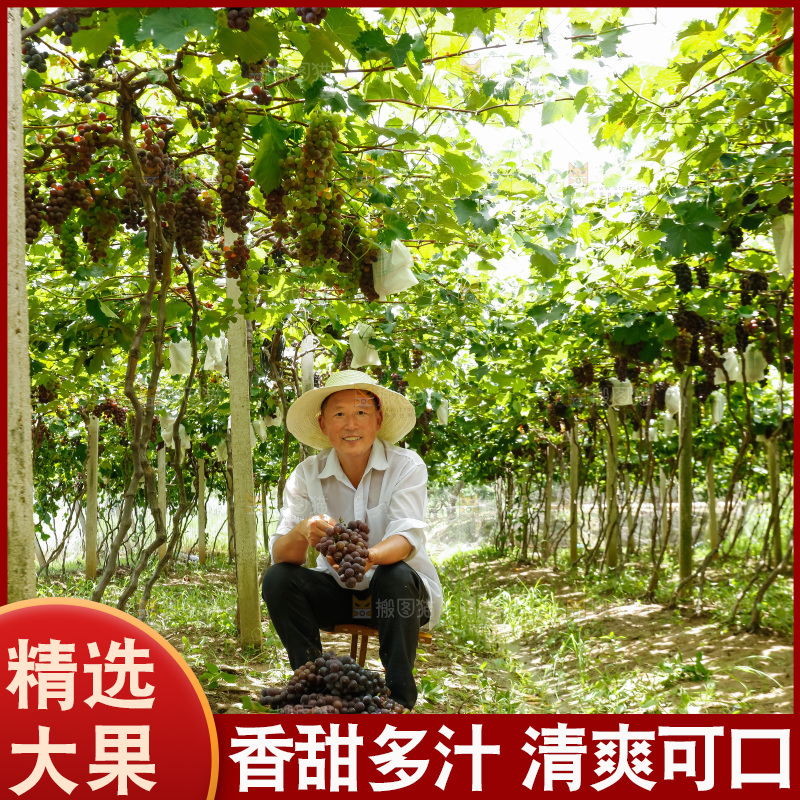 农民手里拿着新鲜葡萄