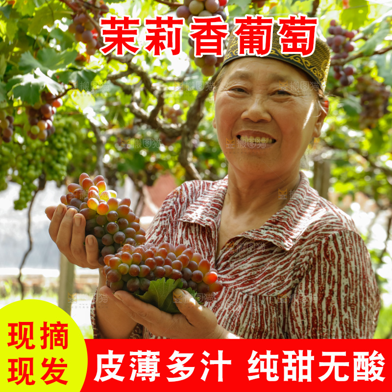 农民手里拿着茉莉香提子