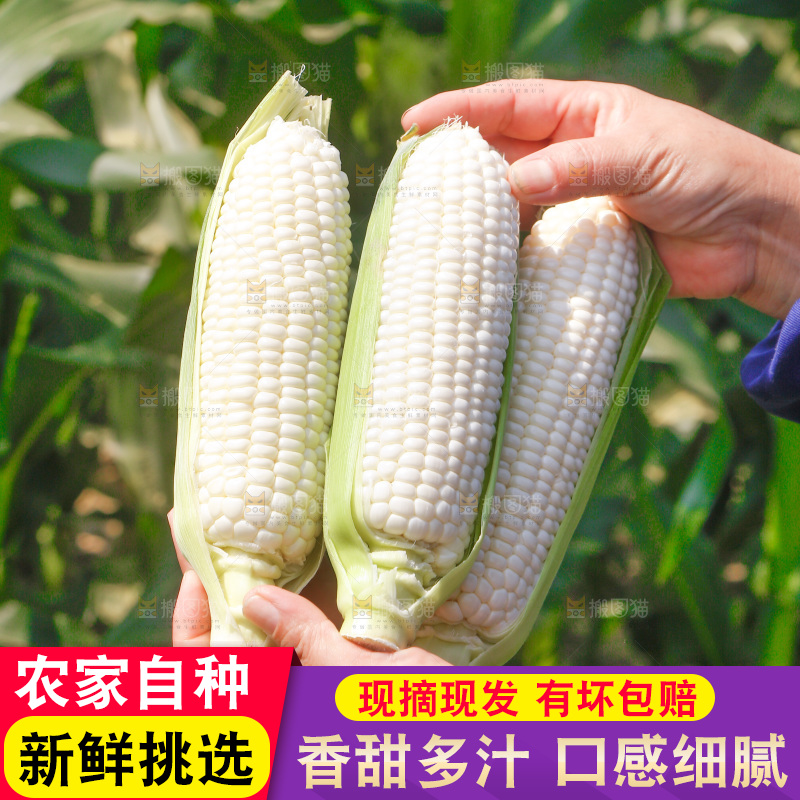 手里拿着牛奶水果玉米