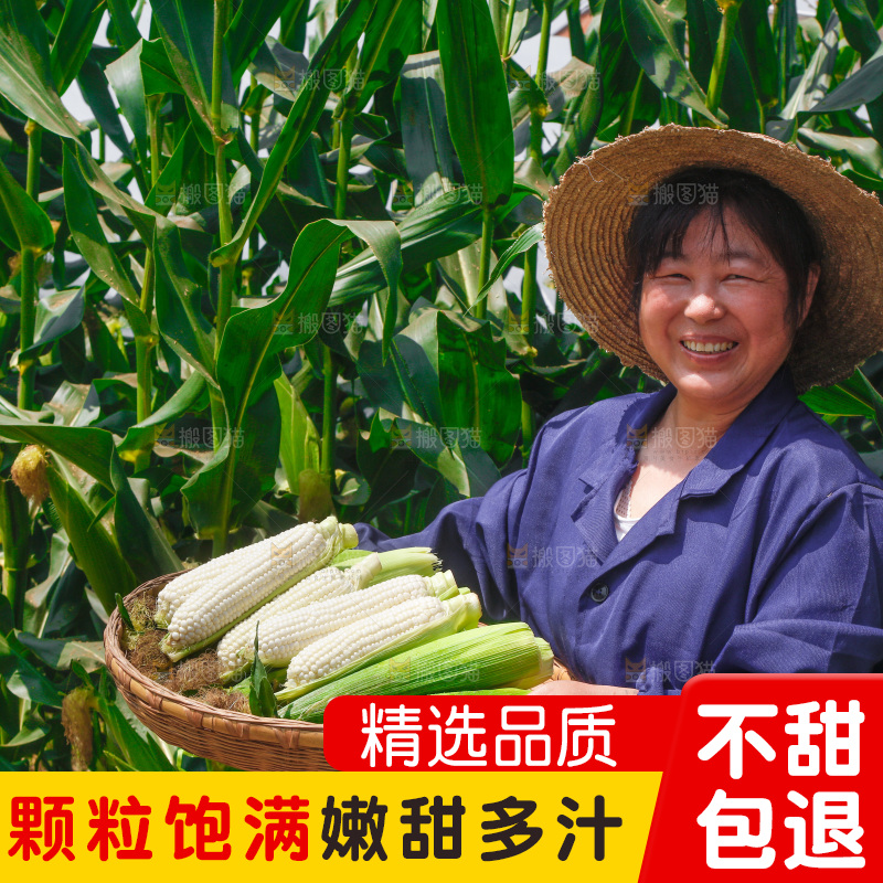 农民手里拿着一筐白玉米
