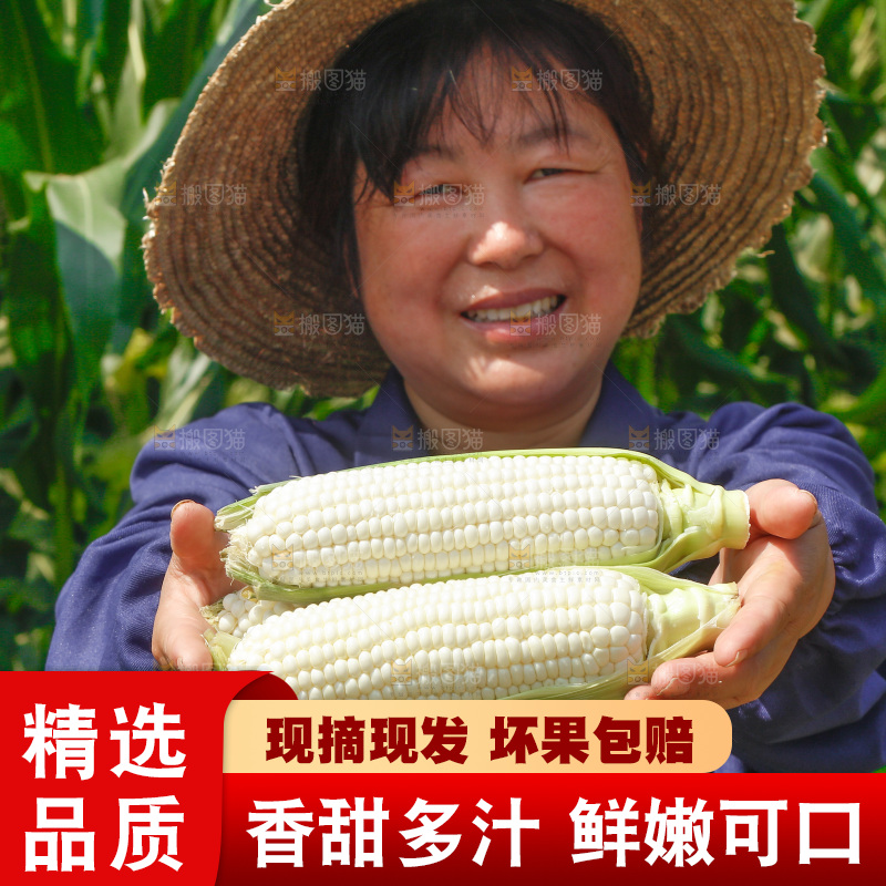 农民手里拿着牛奶玉米