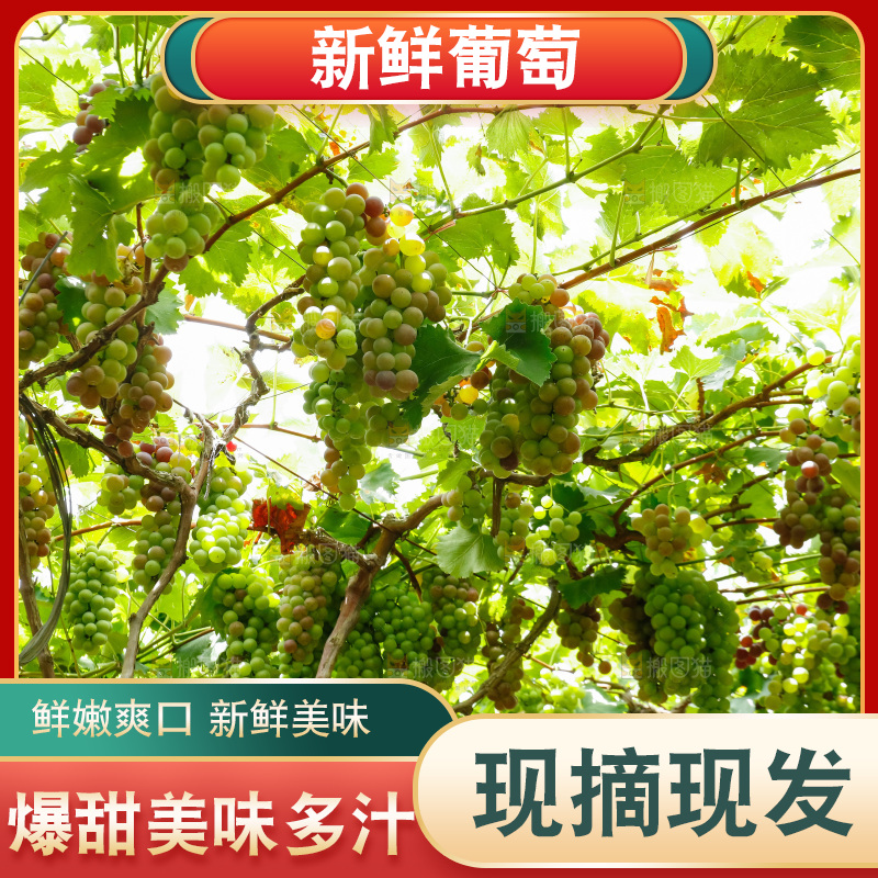 一大片葡萄藤