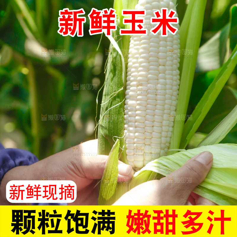 手里拿着牛奶玉米