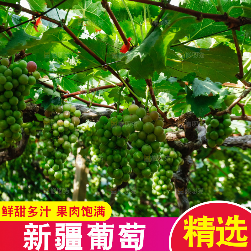 一大片葡萄藤