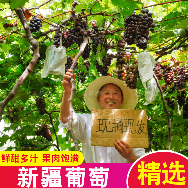 农民站在葡萄藤下