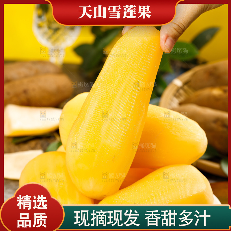手里拿着天山雪莲果