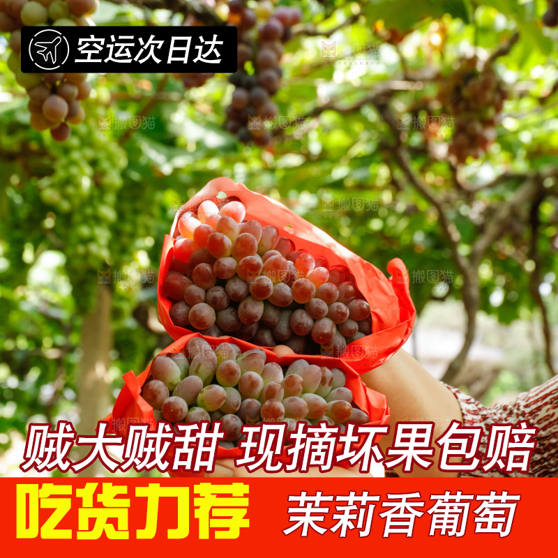 手里拿着茉莉香葡萄