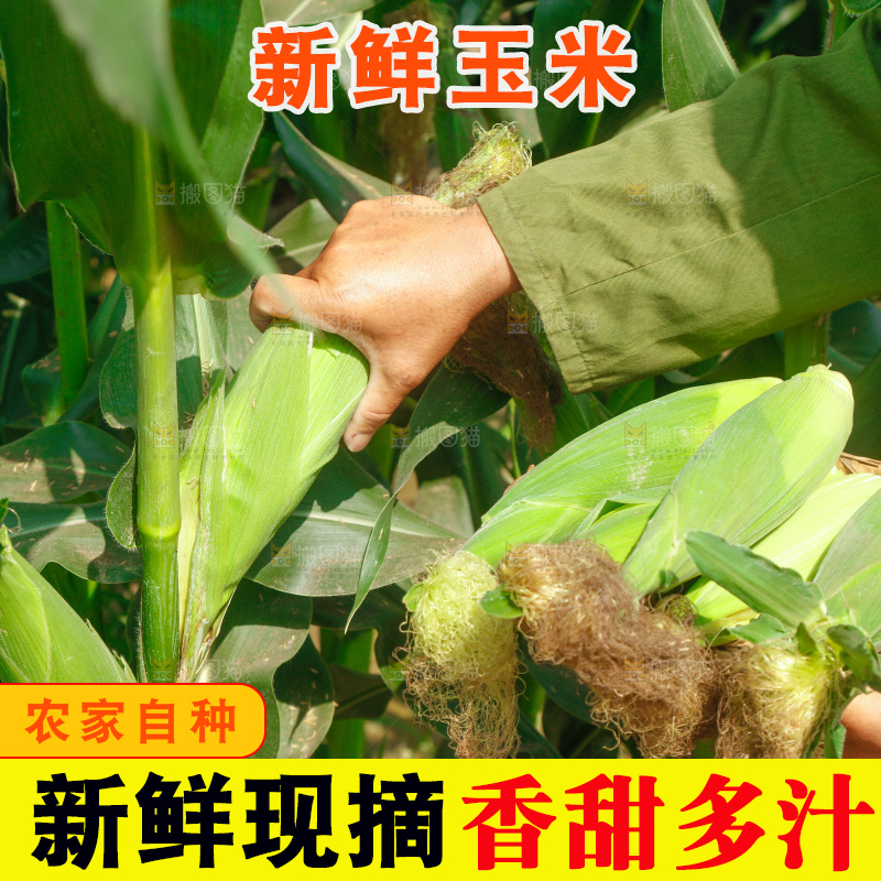 农民正在采摘新鲜玉米