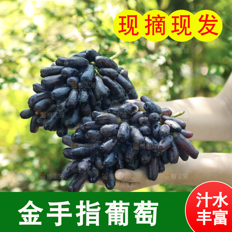 手里拿着蓝宝石葡萄