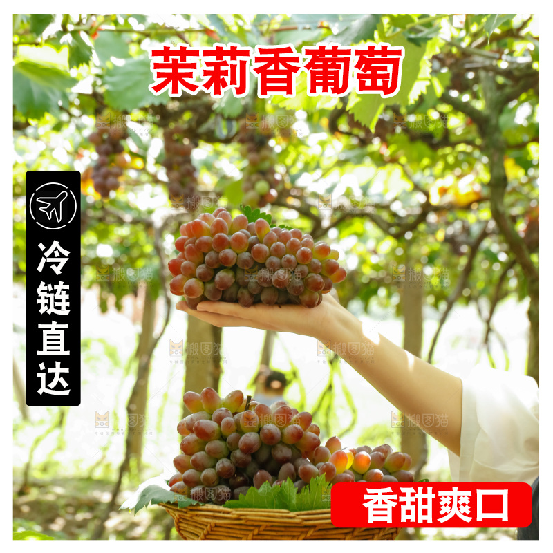 手里拿着茉莉香葡萄