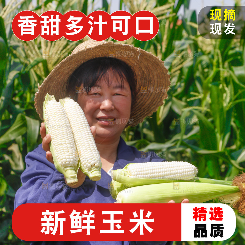 农民手里拿着牛奶玉米