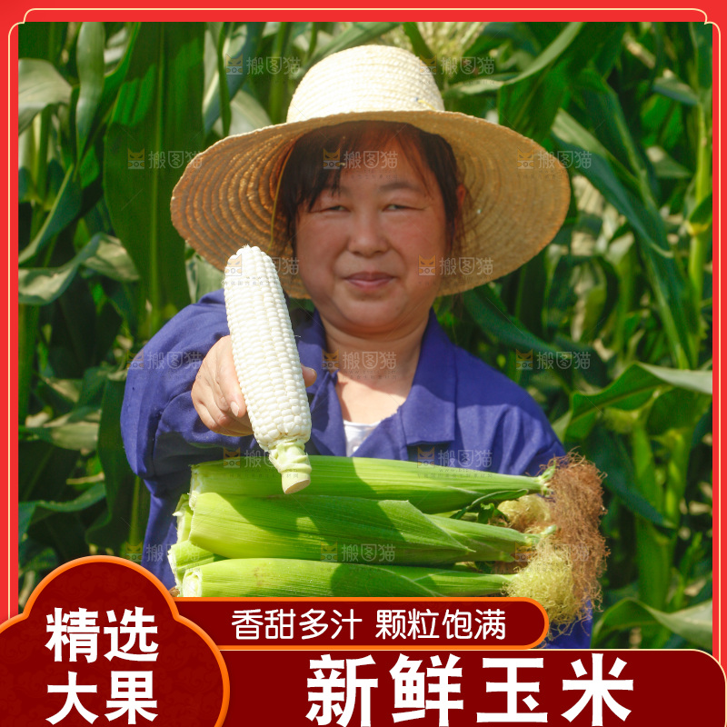 农民手里拿着牛奶玉米