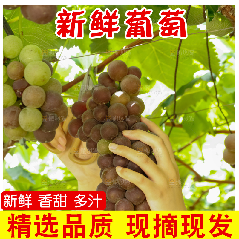 正在采摘紫葡萄