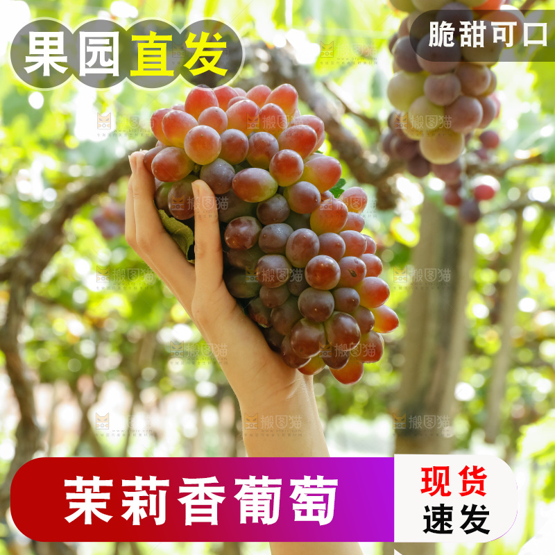 手里拿着茉莉香葡萄