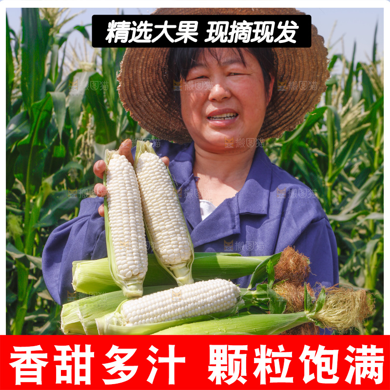 农民手里拿着一筐玉米