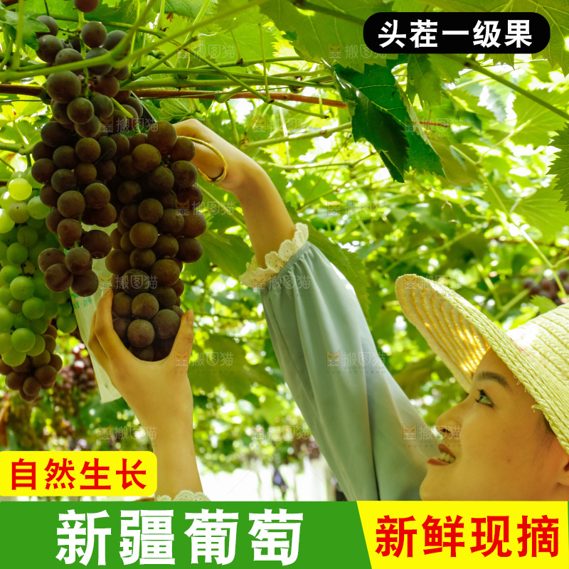 女孩正在采摘葡萄
