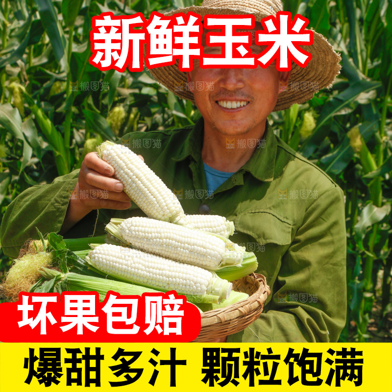 农民手里拿着白糯玉米