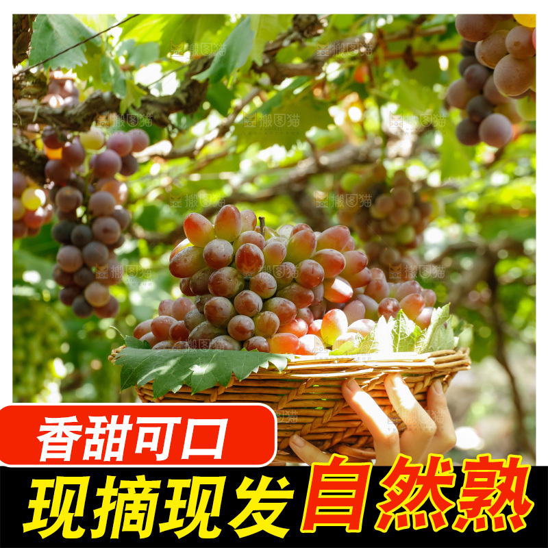 手里拿着一篮茉莉香红提